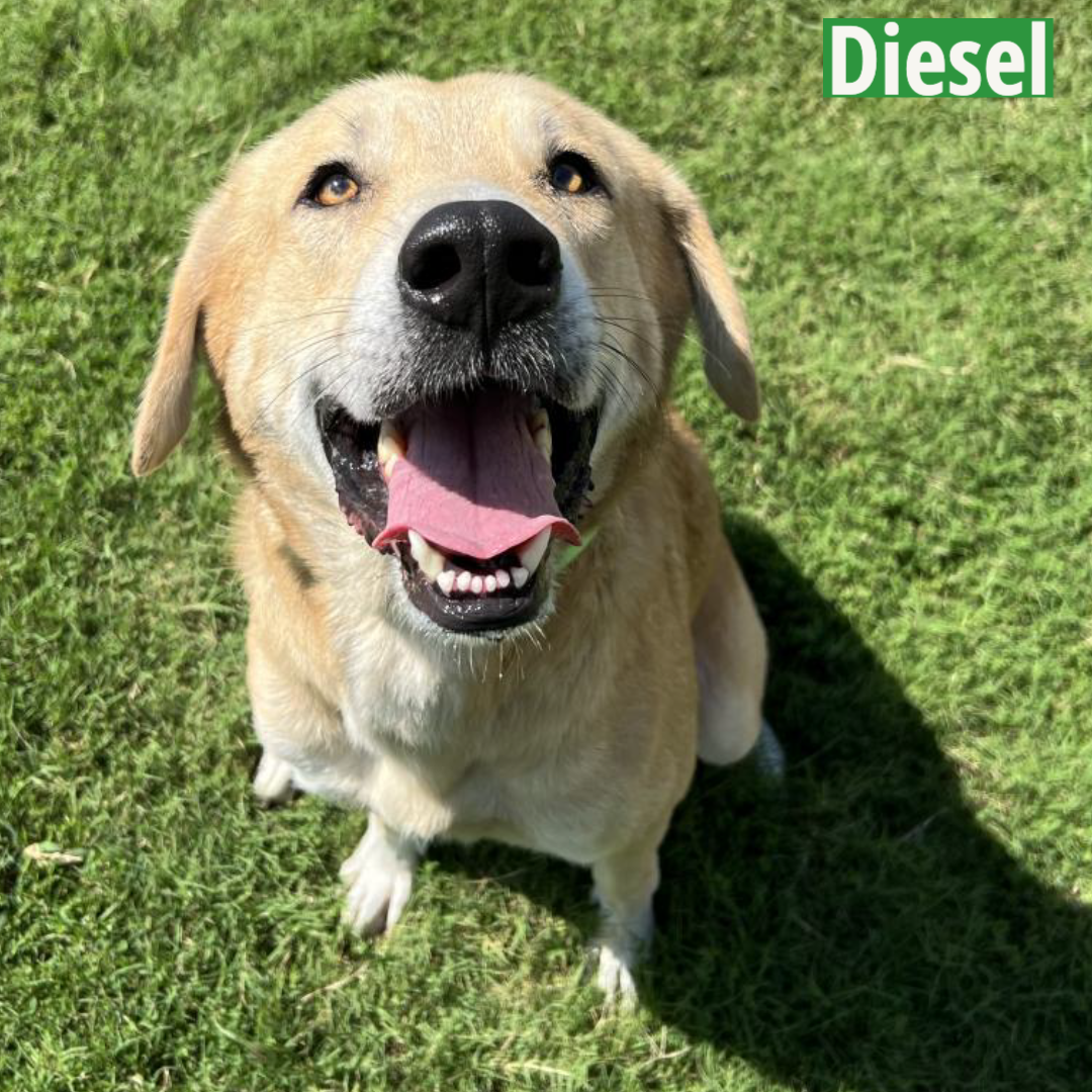 Diesel